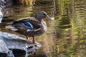 Canard colvert